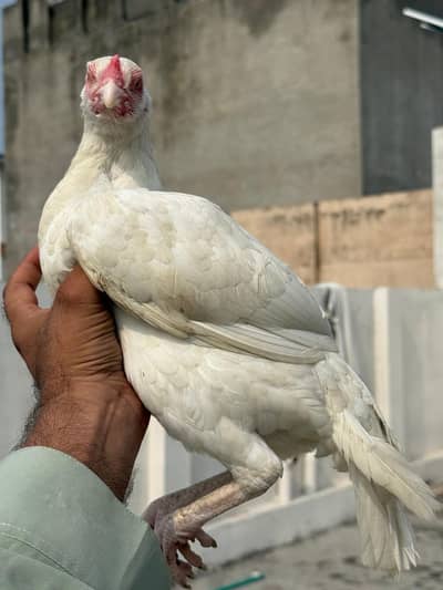 kurak heera madi availble