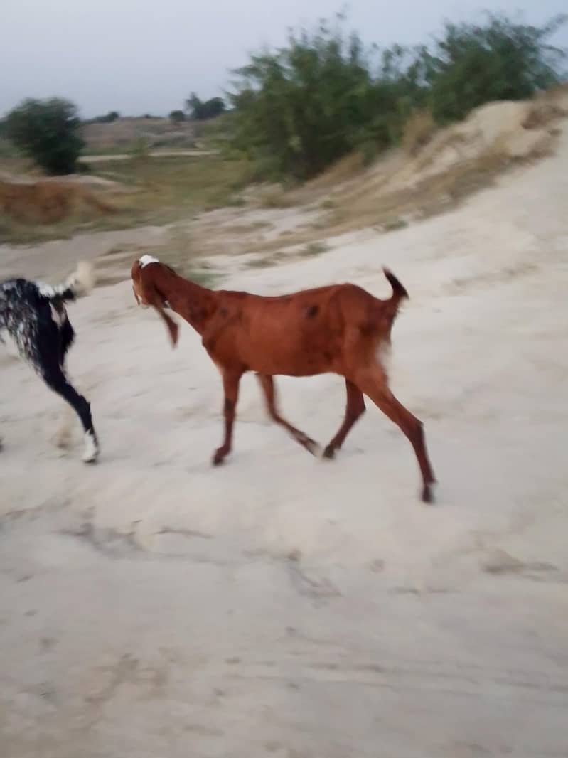 ایک بکرا ایک بکری دونوں کی عمر 2 دنت 7