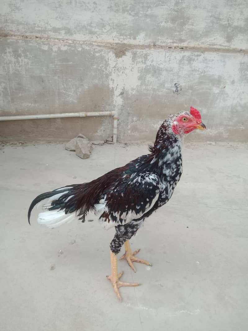 Aseel patha 6