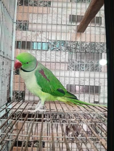 urgent sale only serious contact