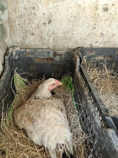 kurak hen and cock