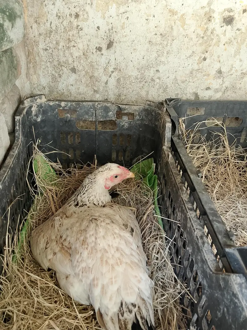 kurak hen and cock and eggs laying hens — photo 3