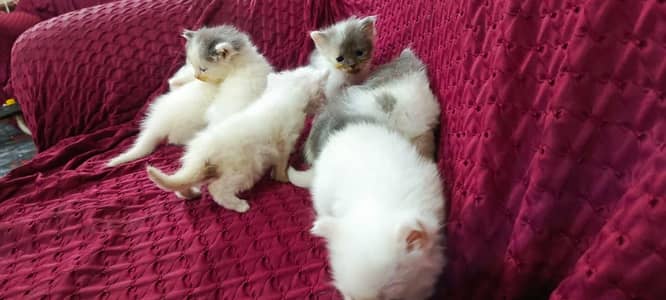 6 Adorable Pure Persian Doll-Faced Kittens  Triple Coat Beauties!