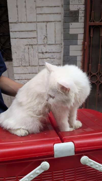 parsion cat triple coat