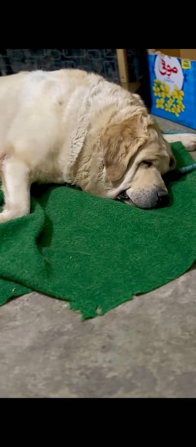British Labrador pedigree top quality