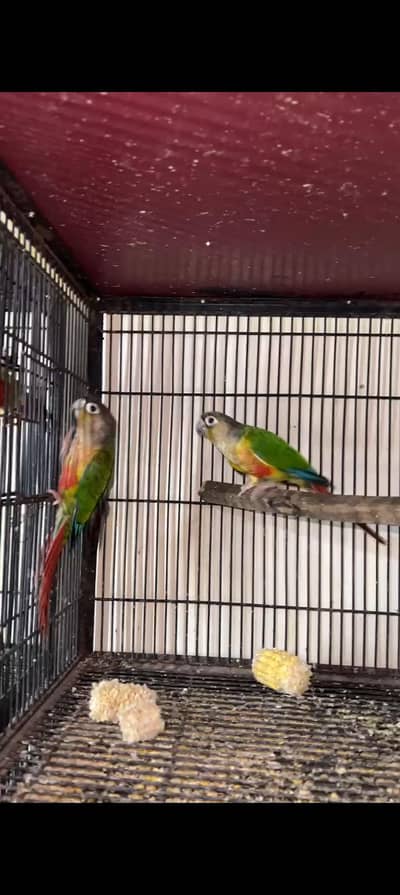 yellow sided green cheek conure Breeder pair with DNA 100 %