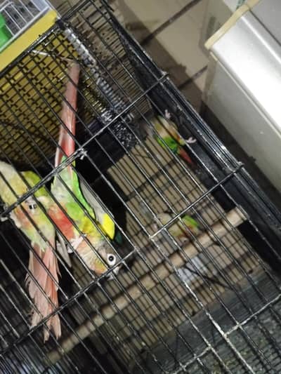 Trusted Parrot Seller | Multan | Fast Replies