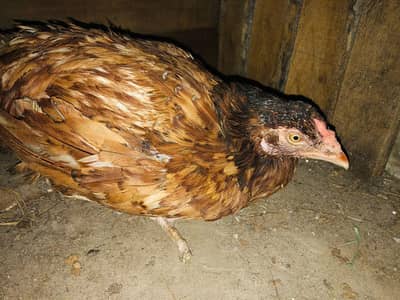 Fresh Kurak Hens