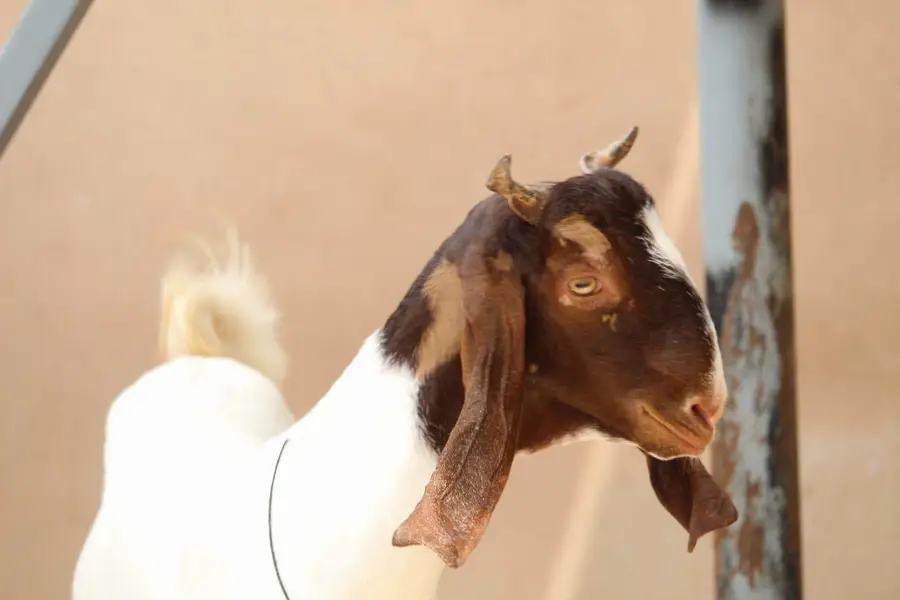 1 month gabban gulabi bakri — photo 2