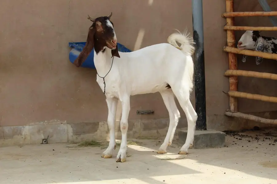 1 month gabban gulabi bakri — photo 3