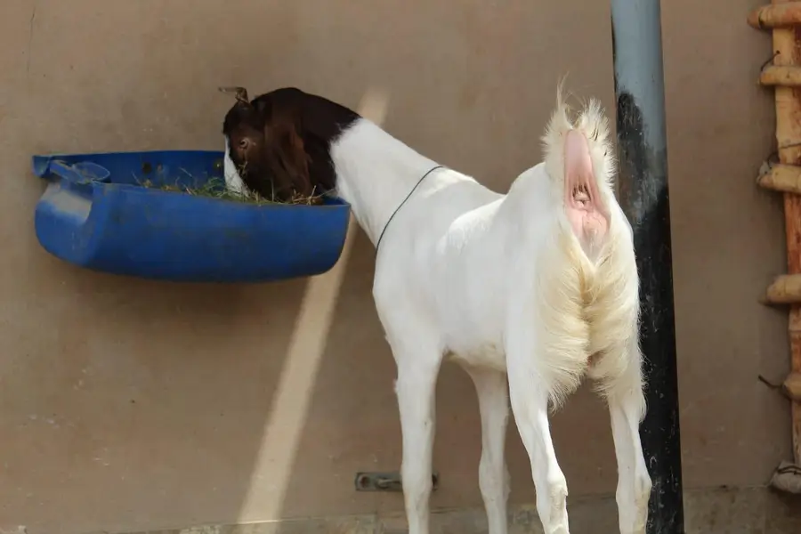1 month gabban gulabi bakri — photo 4