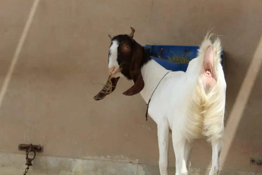1 month gabban gulabi bakri — photo 5