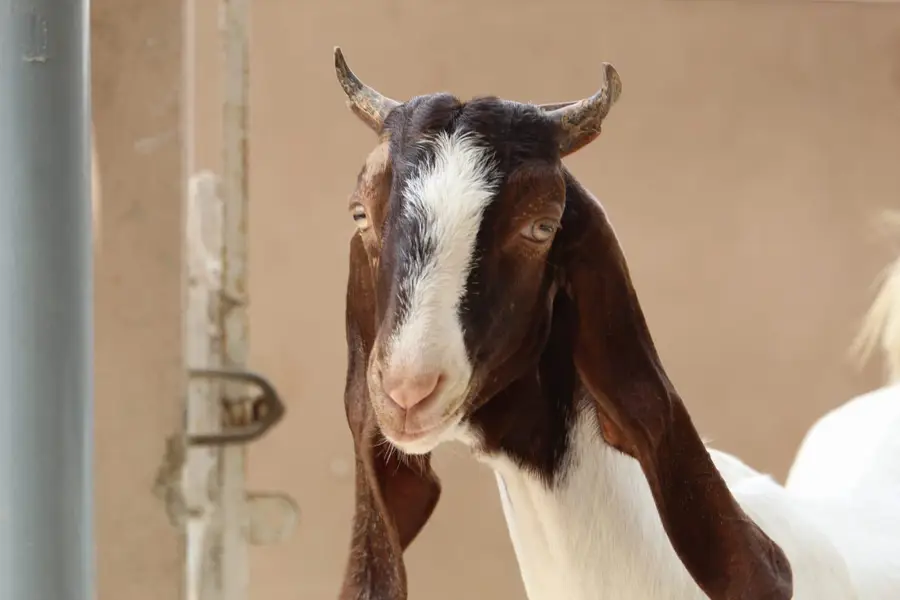 1 month gabban gulabi bakri — photo 7