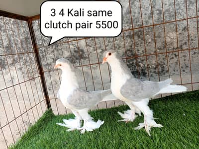 fancy pigeon | kabutar| Jacobin|  frillback saddle | amarican fantail|