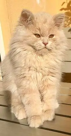 persian pentacoat cat 6.5 month old vaccinated — photo 2