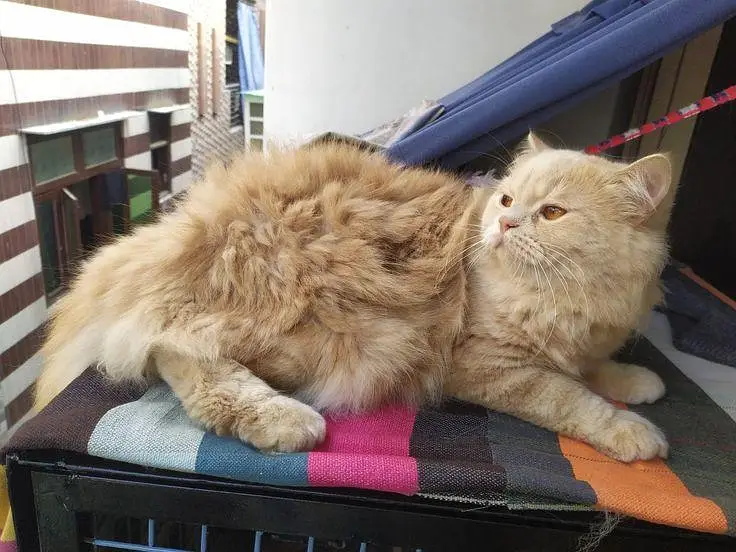 persian pentacoat cat 6.5 month old vaccinated — photo 3