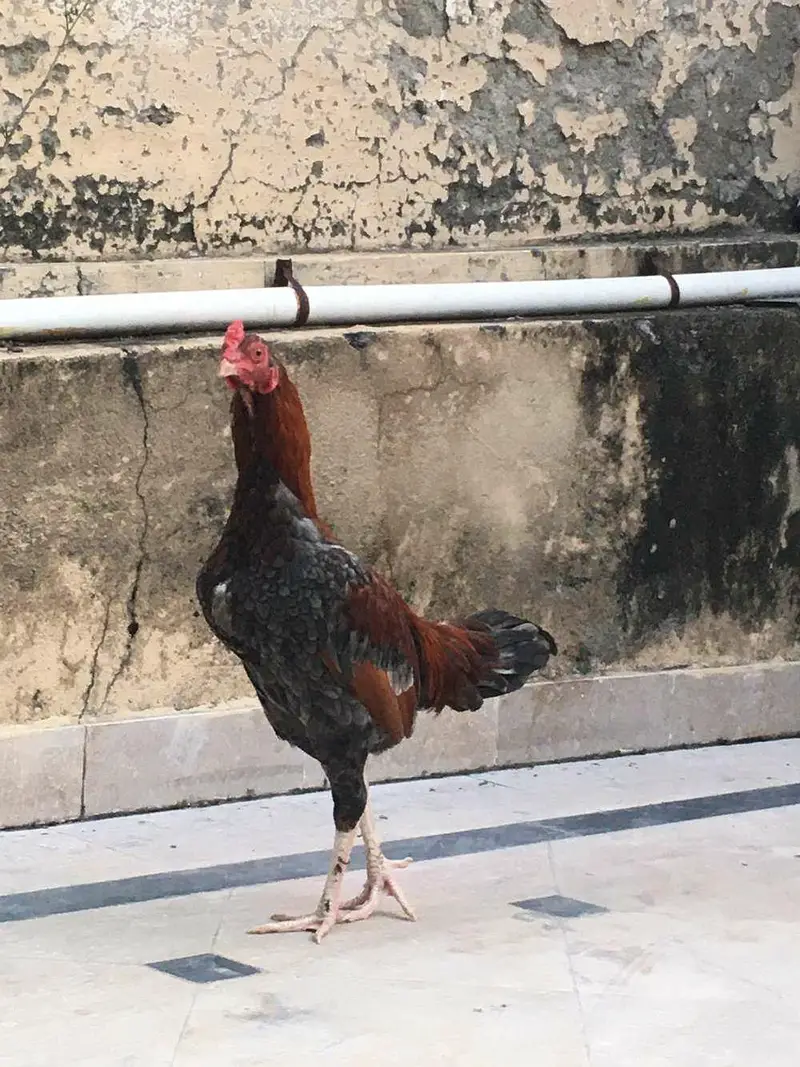 Aseel patha — photo 3