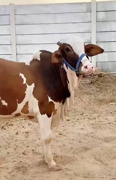 Gulabi Patela Bachra (Bull)