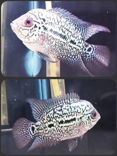 kamfa male  full pearling & platinum Thai silk male