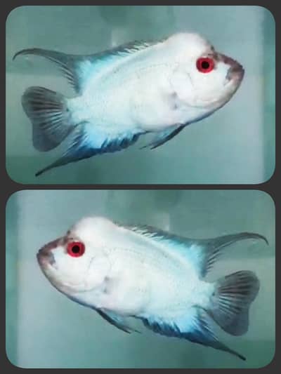 kamfa male  full pearling & platinum Thai silk male