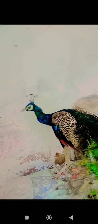 male peacock he age 3 se 4 saal he