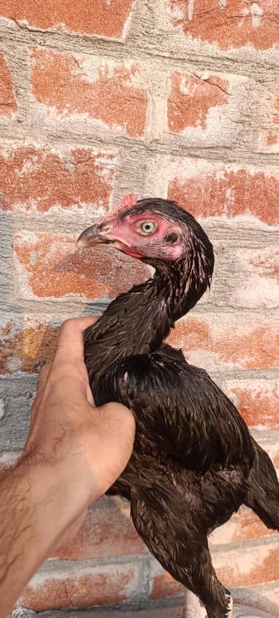 bengum lassani aseel pair ready to breed he