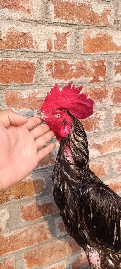 bengum lassani aseel pair ready to breed he
