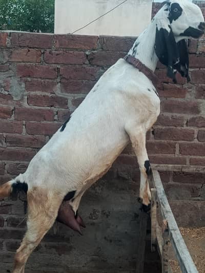 beetal goat