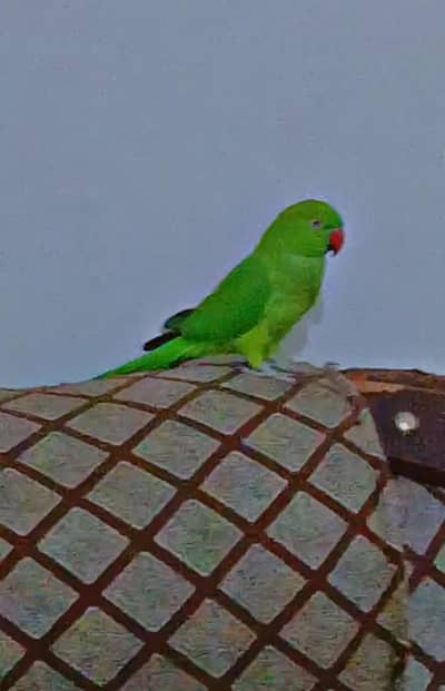 green parrot