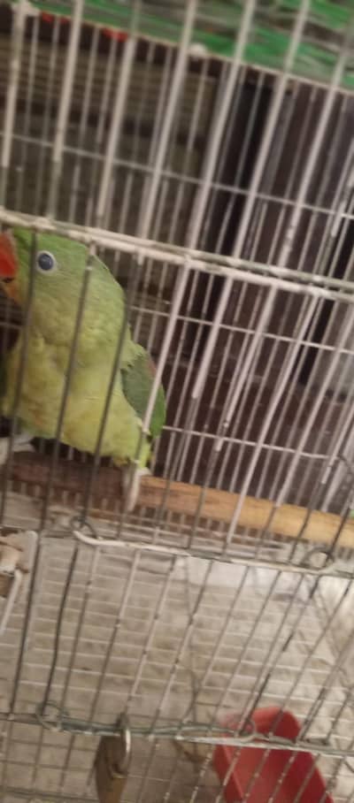Raw Kashmiri Alexdrine Parrot