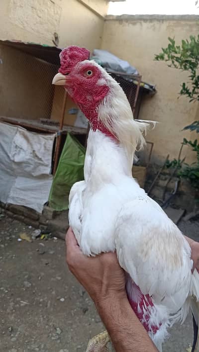 high quailty boska home bread. active and healthy mohra 28 wala