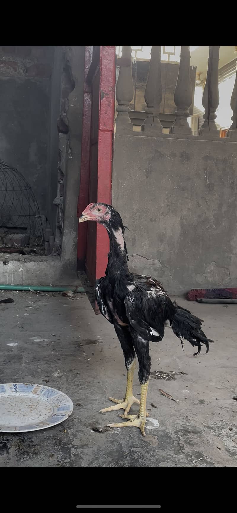 Shamo patha 0