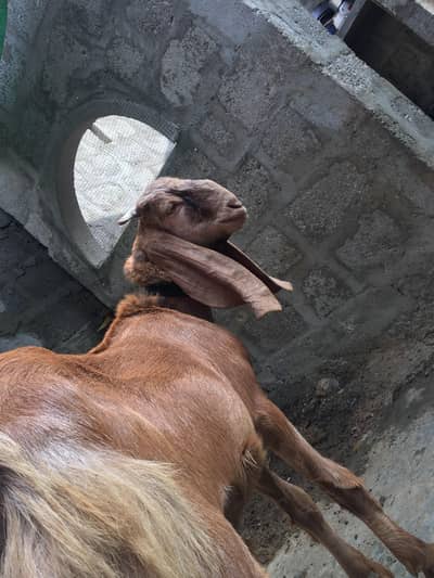 “Healthy Makkah Chini Cross Bakra for Sale”