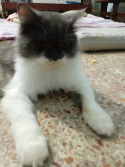 Trimmed hair Persian adult male