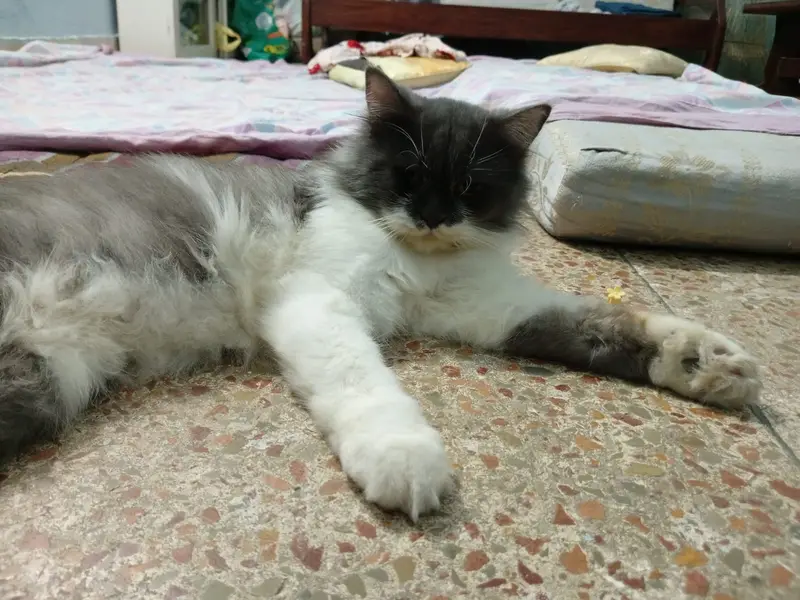 Trimmed hair Persian adult male — photo 2