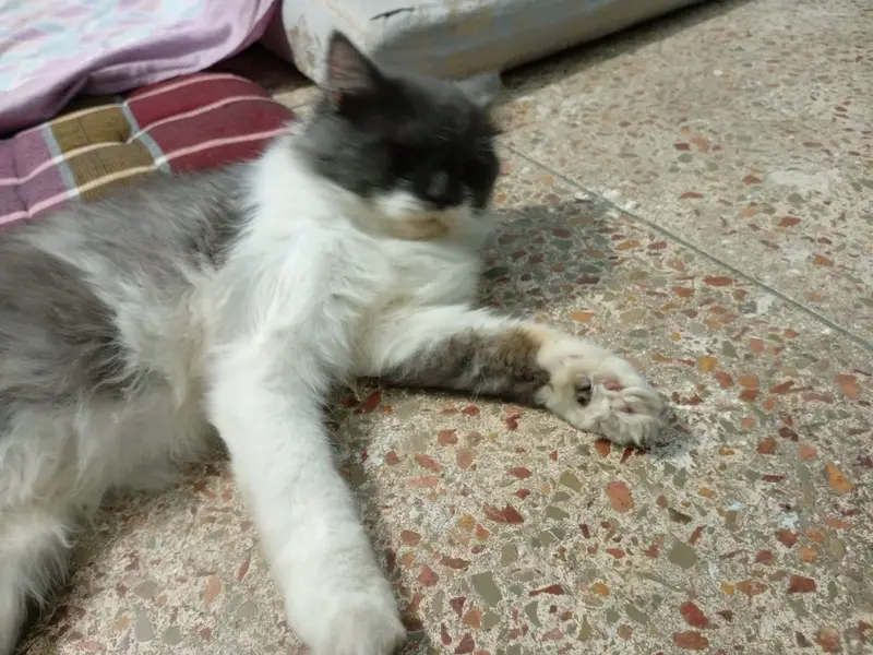 Trimmed hair Persian adult male — photo 3