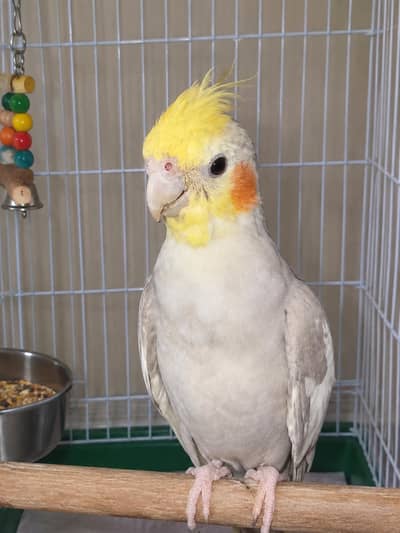 Hand-Tame Cockatiel Parrot for Sale | Fully Hand-Tame & Friendly