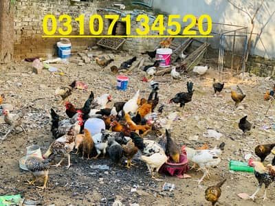 Desi hen murgi & murgay 03107134520