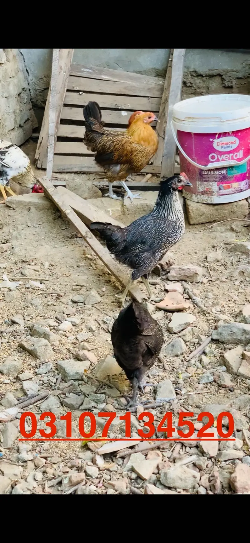 Desi hen murgi & murgay 03107134520 — photo 2