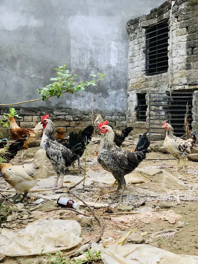 Desi hen murgi & murgay 03107134520 — photo 3