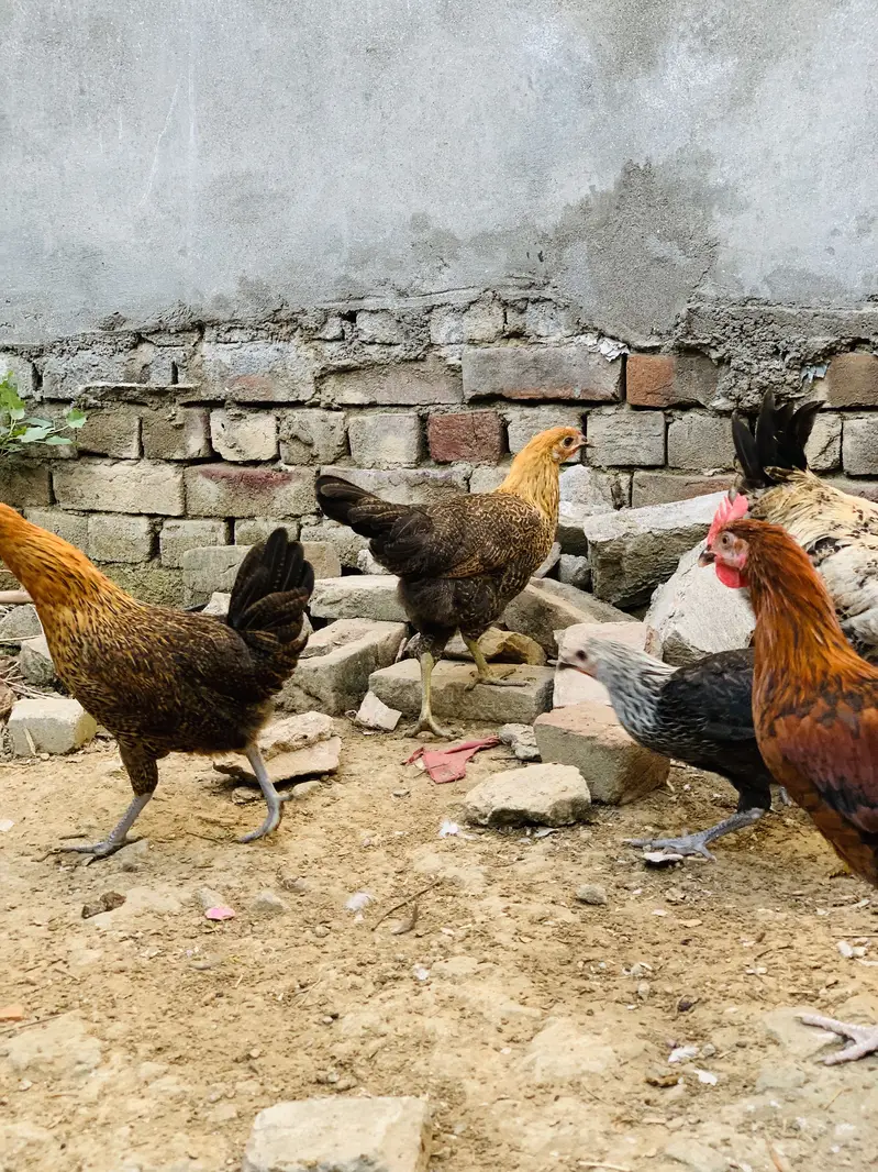 Desi hen murgi & murgay 03107134520 — photo 4