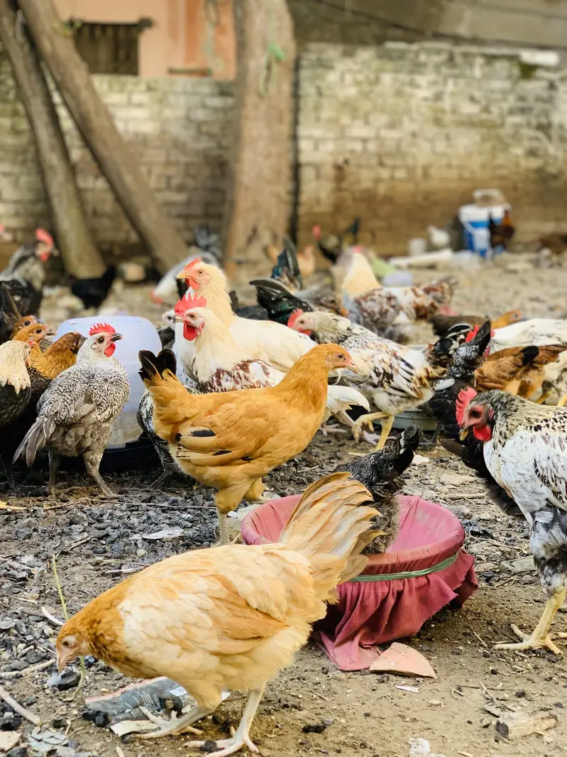 Desi hen murgi & murgay 03107134520 — photo 5