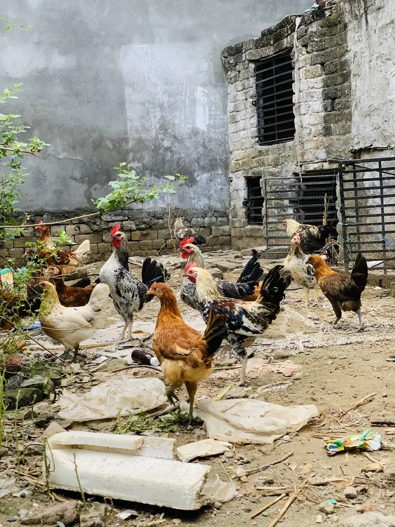 Desi hen murgi & murgay 03107134520 — photo 6