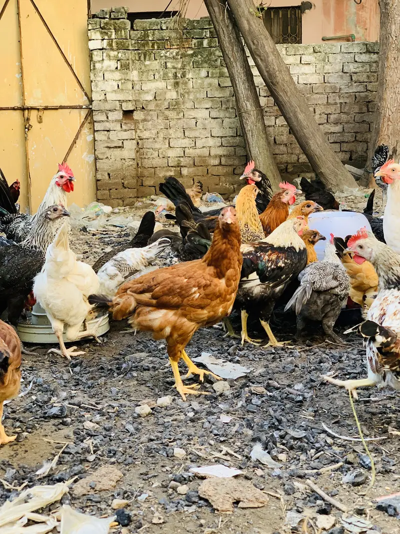 Desi hen murgi & murgay 03107134520 — photo 7