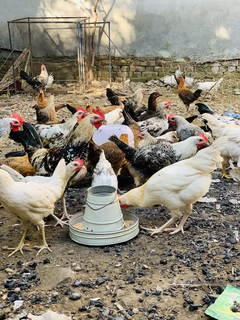 Desi hen murgi & murgay 03107134520 — photo 8