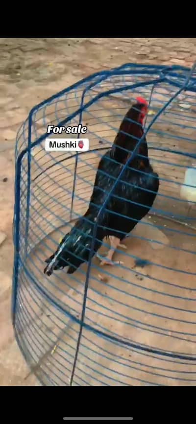 Aseel murga for sale