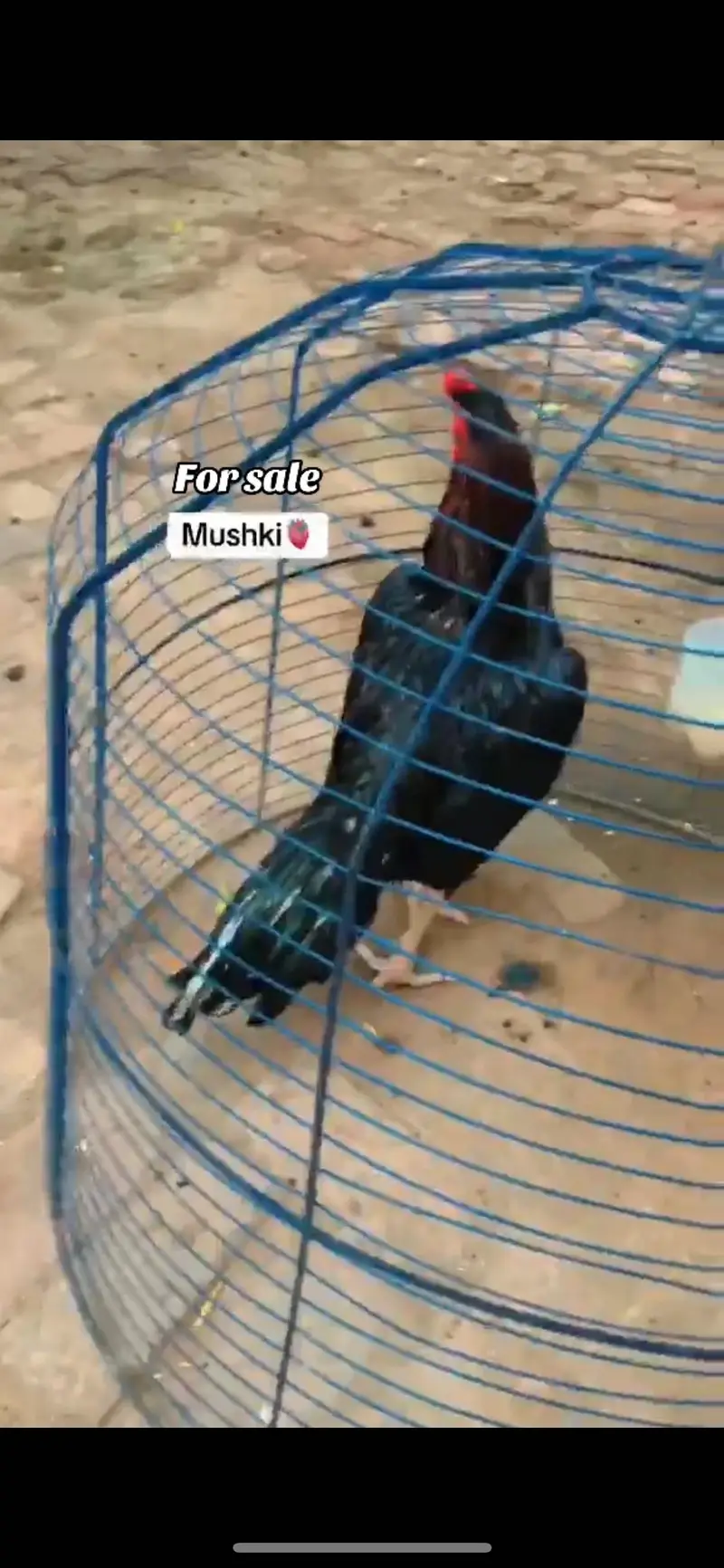 Aseel murga for sale — photo 2