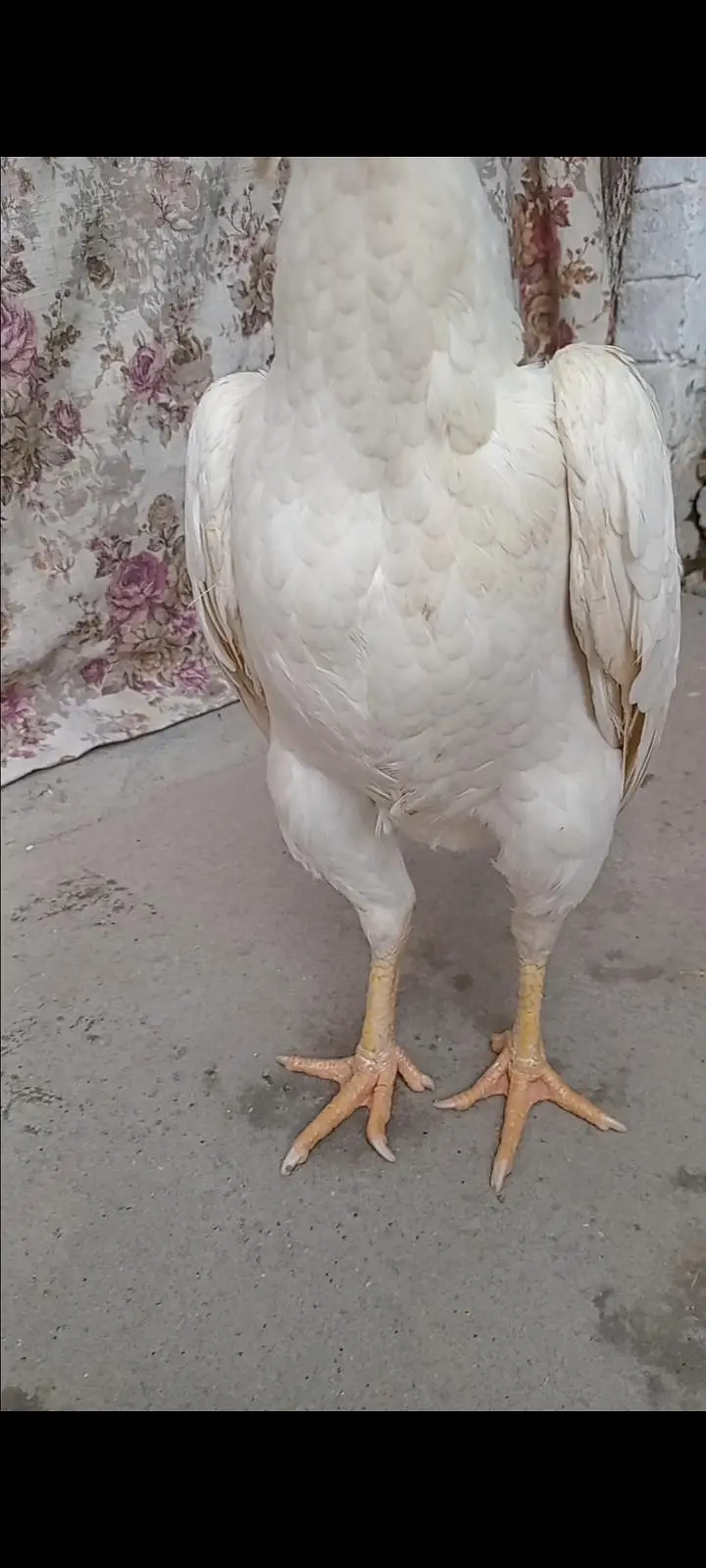 shamo breeder female — photo 2
