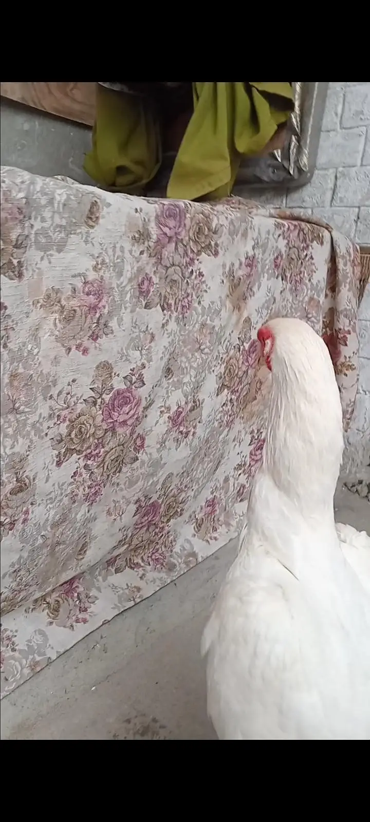 shamo breeder female — photo 5