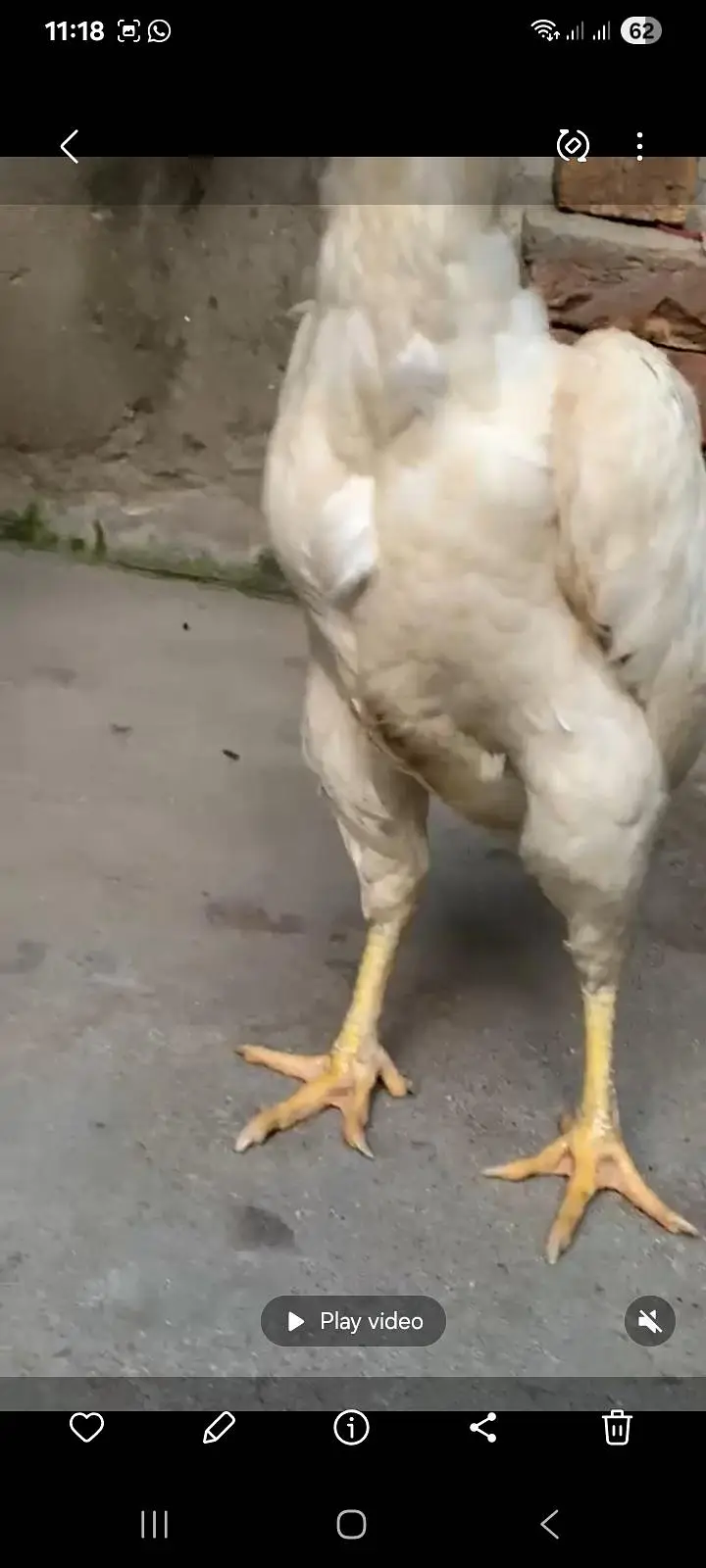 shamo breeder female — photo 8